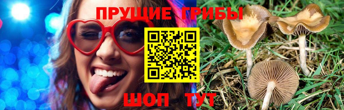 Видное  Псилоцибиновые грибы Cubensis  Вход с VPN 